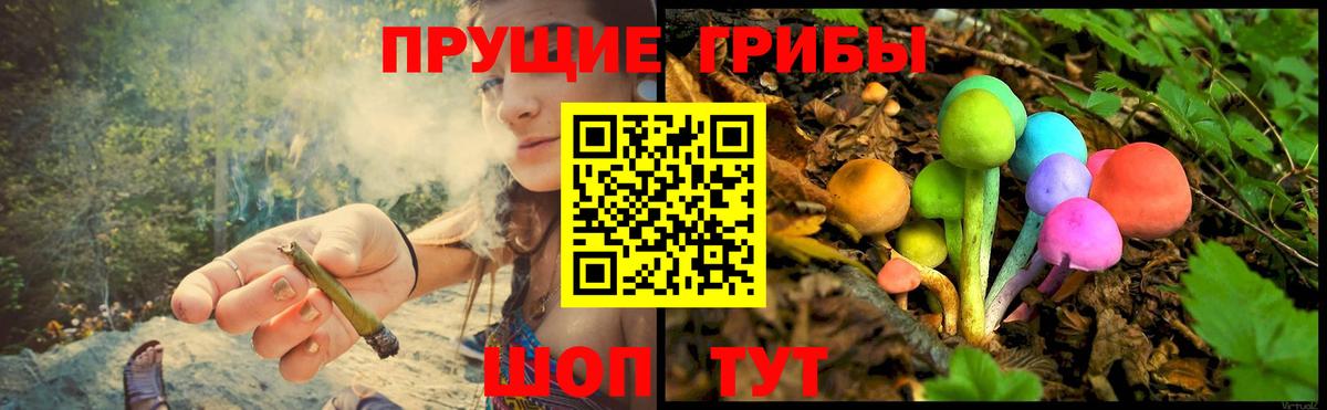 Мурино  Псилоцибиновые грибы Psilocybine cubensis  Вход с VPN 